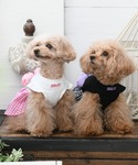 犬 服 ANNA SUI/バラコサージュギンガ...の詳細画像2