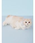 犬 ハーネス リード 「CAT&DOG」スムー...の詳細画像2