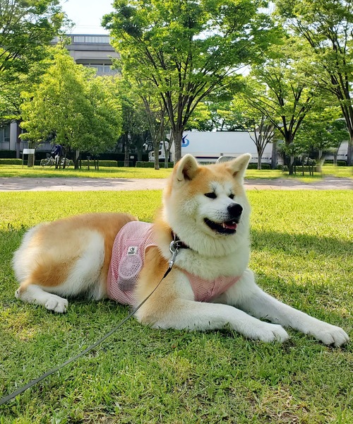 ONEKOSAMA OINUSAMA 犬 服 空調ペット服 -COOL DOG-（大きい