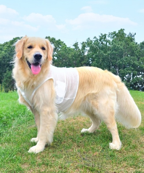 犬 服 空調ペット服 -COOL DOG-（大きいサイズ）の画像