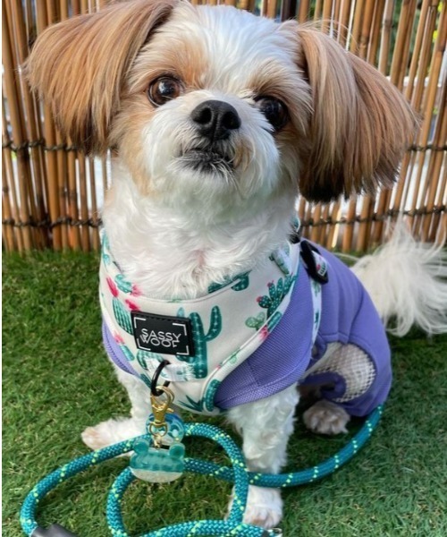 A.en（エイエン） 犬 ハーネス リード STANDARD LEASH : ZOZOTOWN