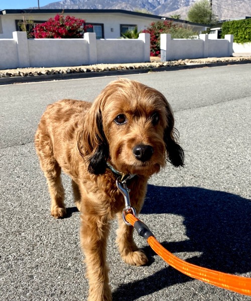 A.en（エイエン） 犬 ハーネス リード STANDARD LEASH : ZOZOTOWN