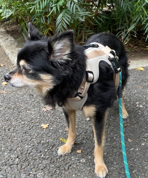 A.en（エイエン） 犬 ハーネス リード HARNESS : ZOZOTOWN Yahoo!店