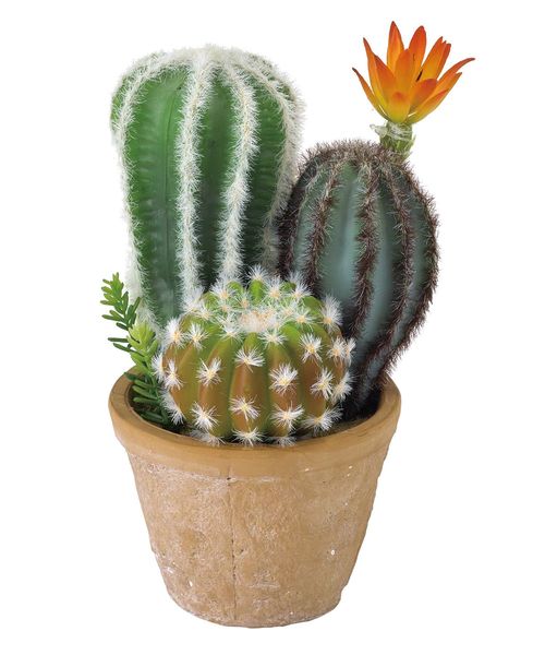 インテリア フェイクグリーン 花サボテン寄せ植え ラウンドポット レクトポット Sサイズ Zozotown Paypayモール店 通販 Paypayモール インテリア フェイクグリーン 花サボテン寄せ植え ラウンドポット レクトポット Sサイズ Zozotown Paypayモール店 通販 Paypayモール