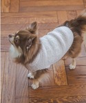 犬 服 「CAT&DOG」「販路限定商品」ベビ...の詳細画像5