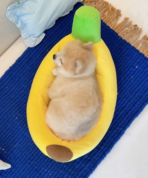 ペット マット BANANA ペット用ベッド : ZOZOTOWN Yahoo!店 - 通販