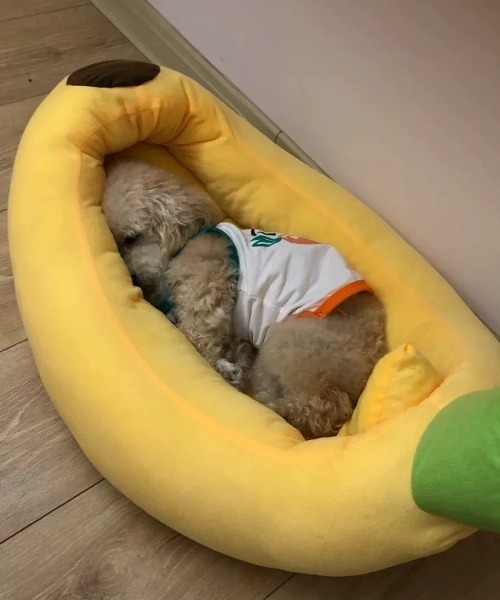 ペット マット BANANA ペット用ベッド : ZOZOTOWN Yahoo!店 - 通販