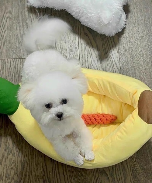 ペット マット BANANA ペット用ベッド : ZOZOTOWN Yahoo!店 - 通販