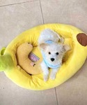 ペット マット BANANA ペット用ベッドの詳細画像3