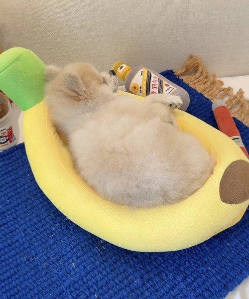 ペット マット BANANA ペット用ベッド : ZOZOTOWN Yahoo!店 - 通販