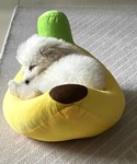 ペット マット BANANA ペット用ベッドの詳細画像5