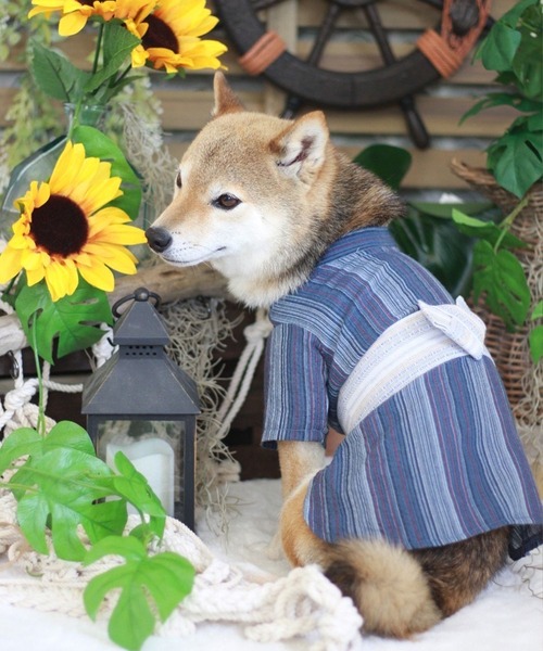ONEKOSAMA OINUSAMA 犬 服 ペット浴衣 (XS〜3L) : ZOZOTOWN