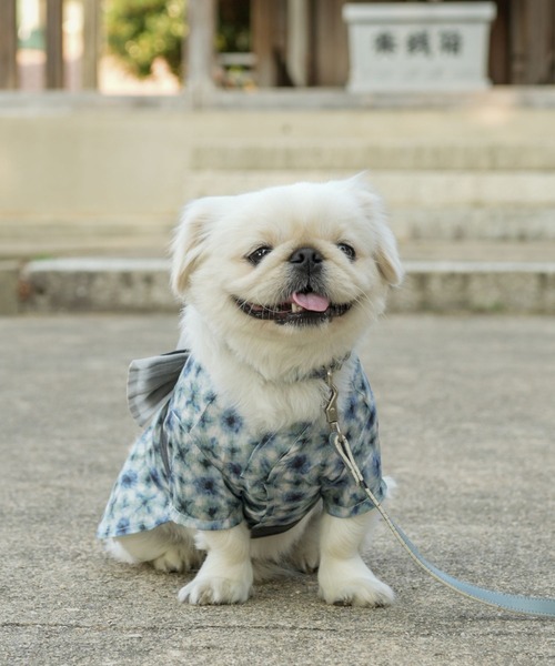ONEKOSAMA OINUSAMA 犬 服 ペット浴衣 (XS〜3L) : ZOZOTOWN