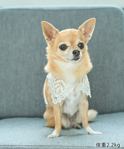 ROPE' PICNIC 犬 服 「DOG」レースつけ襟 : ZOZOTOWN Yahoo!店
