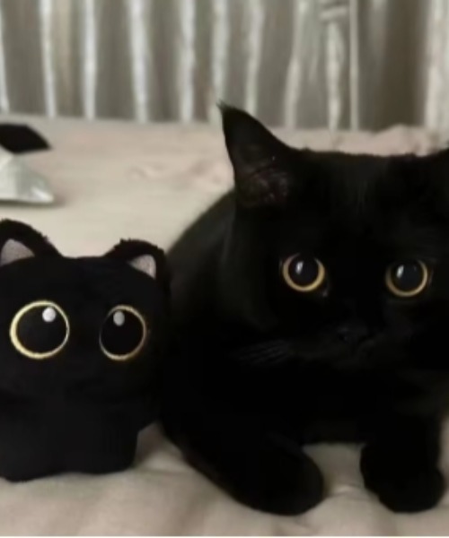 キーホルダー 黒猫 ぬいぐるみ キーホルダー : ZOZOTOWN Yahoo!店