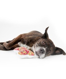 犬 おもちゃ LAVENDER ZEN BONE : ZOZOTOWN Yahoo!店 - 通販 - Yahoo