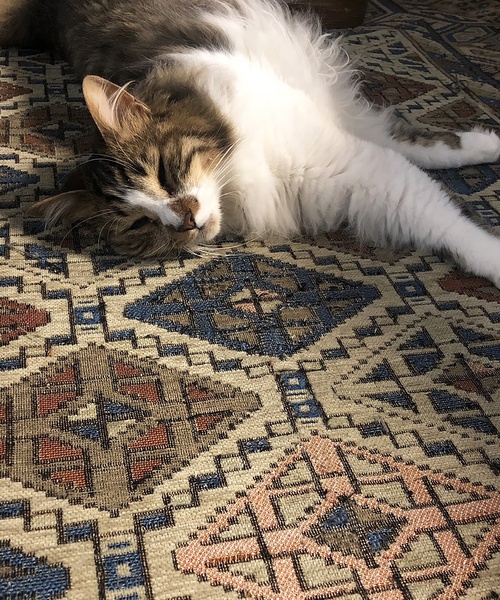ACME Furniture（アクメファニチャー） ラグ ラグマット GLENOAKS RUG