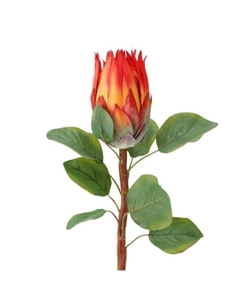 キングプロテア 花の商品一覧 通販 Yahoo ショッピング