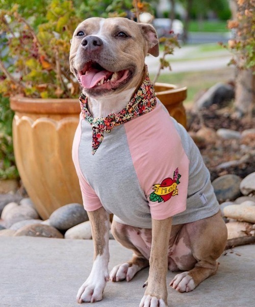 犬 服 MOM TATTOO TEE : ZOZOTOWN Yahoo!店 - 通販 - Yahoo!ショッピング