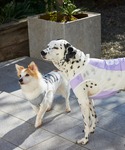 犬 服 クールプレイヤータンク/小型犬/XS/Sの詳細画像5
