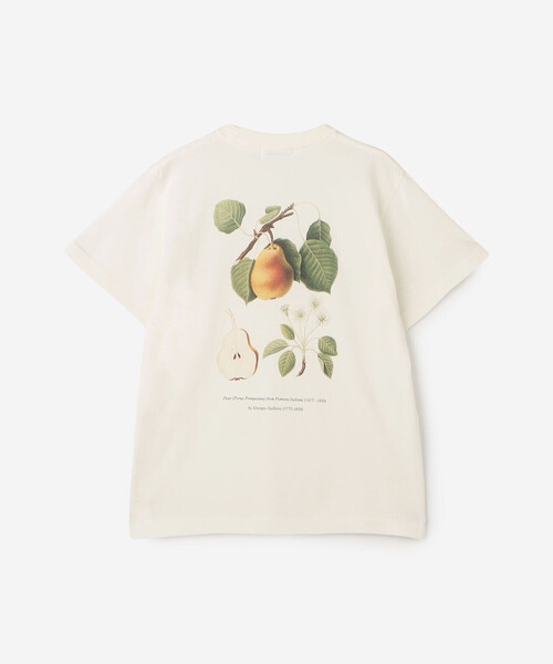 tシャツ History of Art | 「別注」プリントTシャツ FRUITS II WOMEN レディース