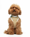 犬 服 DANIEL ORGANIC COTT...の詳細画像1
