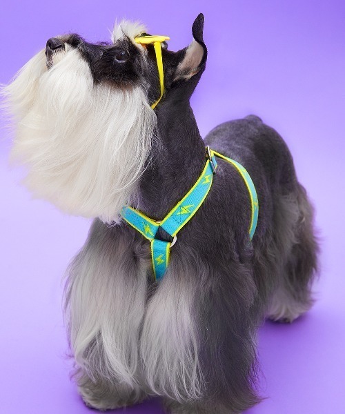 MMCHOKK 犬 ハーネス リード ジャカードウェビングチェストハーネス
