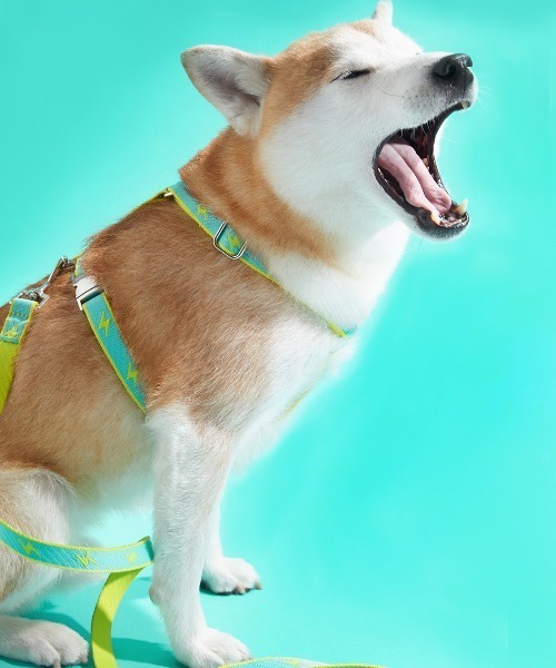 MMCHOKK 犬 ハーネス リード ジャカードウェビングチェストハーネス