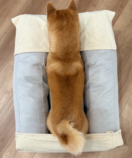 EMOOR（エムール） ペット マット 大切な家族のための介護用Eドッグ