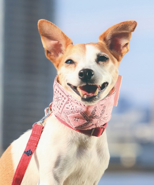 【Hinata】犬服　ハンドメイド　オーダー　3点　保冷剤用バッグ付き 楽天市場】保冷バッグ 選べる2サイズ トートバッグ 犬 名入れ