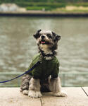 犬 服 「DOG WEAR/ドッグ ウェア」M...の詳細画像2