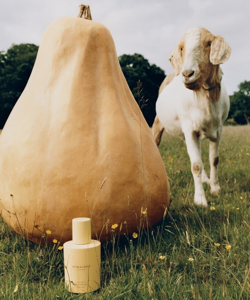 JO MALONE LONDON（ジョーマローンロンドン） 香水 「数量限定」ジョー