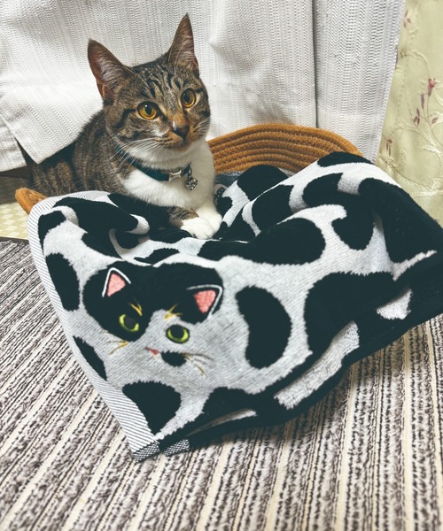 タオル 「今治タオル」ニャンコの毛並みを今治タオルで再現！猫種ごとの毛並みや表情を刺繍で丁寧に表現した贅沢デザイン。ギフトにも最適な猫好き必見のロング | MILLION CARATS