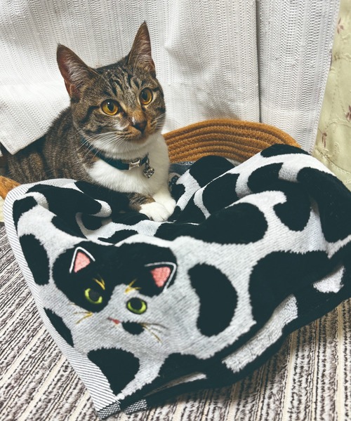 タオル 「今治タオル」ニャンコの毛並みを今治タオルで再現！猫種ごとの毛並みや表情を刺繍で丁寧に表現した贅沢デザイン。ギフトにも最適な猫好き必見のロング | MILLION CARATS | 19