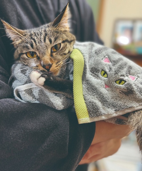 タオル 「今治タオル」ニャンコの毛並みを今治タオルで再現！猫種ごとの毛並みや表情を刺繍で丁寧に表現した贅沢デザイン。ギフトにも最適な猫好き必見のロング | MILLION CARATS | 24