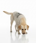 犬 服 PET SWEATSHIRT FLOW...の詳細画像4