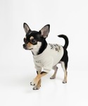 犬 服 PET SWEATSHIRT FLOW...の詳細画像2