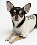 犬 服 PET SWEATSHIRT FLOW...の詳細画像3