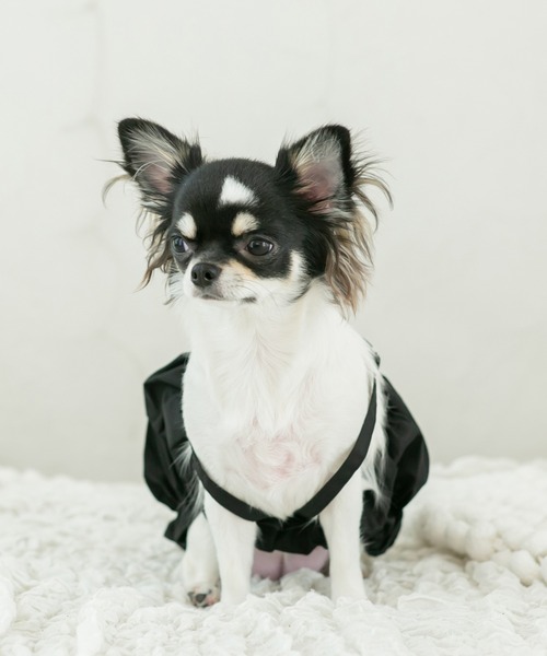 犬 服 デザインスリーブオフショルブラウス (セット) : ZOZOTOWN Yahoo