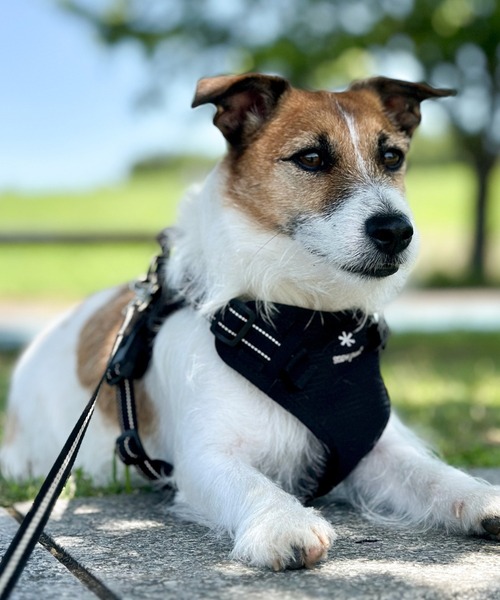 snow peak（スノーピーク） 犬 服 Snow Peak / Dog Harness ハーネス