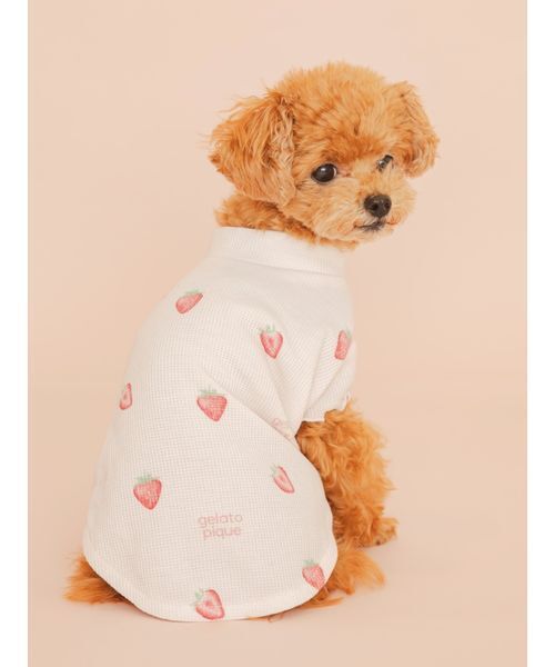 gelato pique（ジェラートピケ） 犬 ハーネス リード 「CAT＆DOG