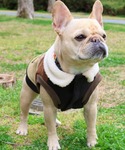 犬 服 「犬服・防寒・着脱簡単」DOG裏ボアコ...の詳細画像2