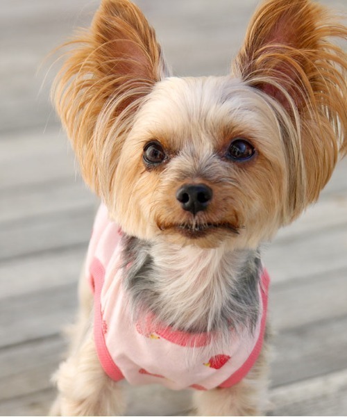 ペット 犬と生活 いぬとせいかつ ハリネズミタンク 犬服 ドッグウェア Zozotown Paypayモール店 通販 Paypayモール