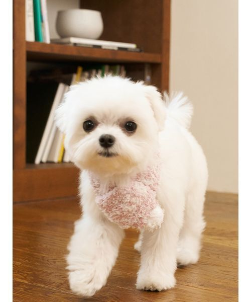 gelato pique（ジェラートピケ） 犬 服 「CAT＆DOG」ジェラート