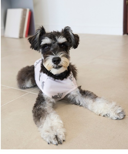 ジェラートピケ【CAT&DOG】シュナウザー柄カットソープルオーバー gelato pique（ジェラートピケ） 犬 服 「CAT＆DOG」シュナウザー柄