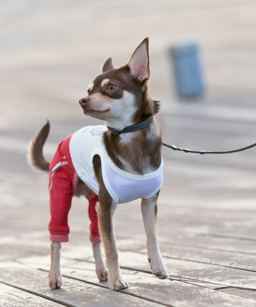 犬と生活 犬 服 犬と生活/いぬとせいかつ/ラインパンツ/犬服