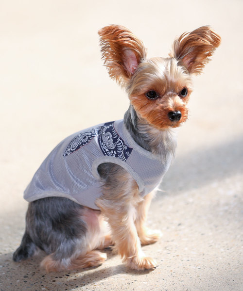 犬と生活 犬 服 犬と生活/いぬとせいかつ/クールメッシュタンク