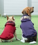 犬 服 「犬服・乾きやすい」DOGサガラ刺繍パ...の詳細画像2