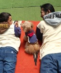 犬 服 「犬服・乾きやすい」DOGサガラ刺繍パ...の詳細画像3