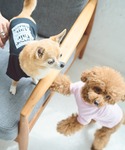 犬 服 「DOG」ロゴTシャツ/リンクコーデの詳細画像3
